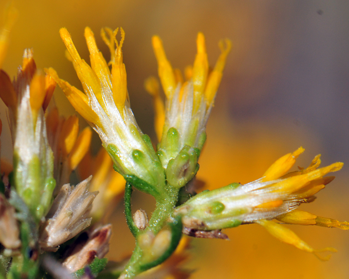 Burroweed or Burrow Goldenweed as it is sometimes called has yellow flowers with small, floral heads with disk florets only; blooms in dense clusters on tips of long flowering stalks (inflorescence); old flowers turn brown and persist on plant; fruit is a cypsela.  Isocoma tenuisecta